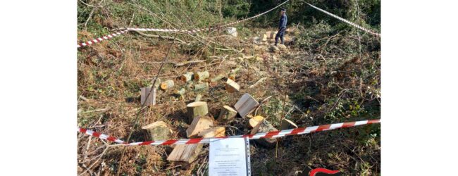 Taburno-Camposauro, taglio abusivo di legna: in corso l’identificazione dei responsabili