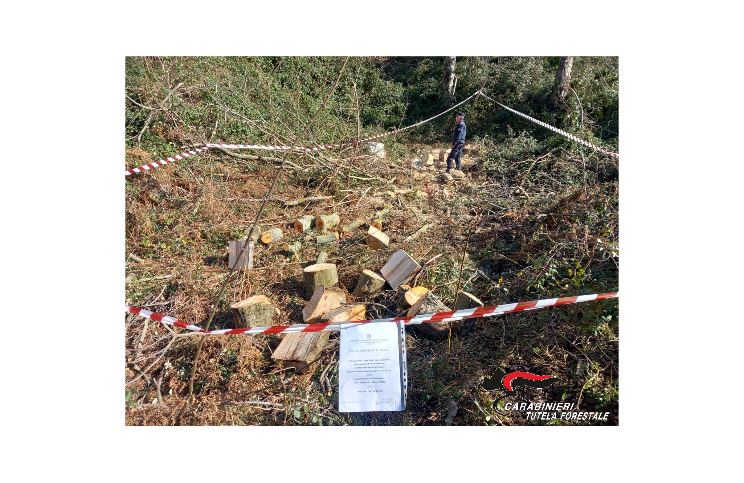 Taburno-Camposauro, taglio abusivo di legna: in corso l’identificazione dei responsabili