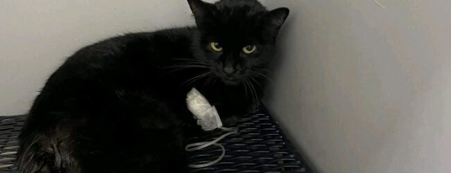 Benevento/ L’appello di Martina: una raccolta fondi per salvare una gattina ferita