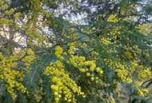 Radicchi “scoloriti” e mimose già fiorite: Coldiretti lancia l’allarme