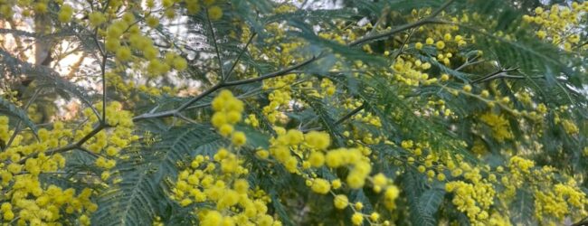 Radicchi “scoloriti” e mimose già fiorite: Coldiretti lancia l’allarme