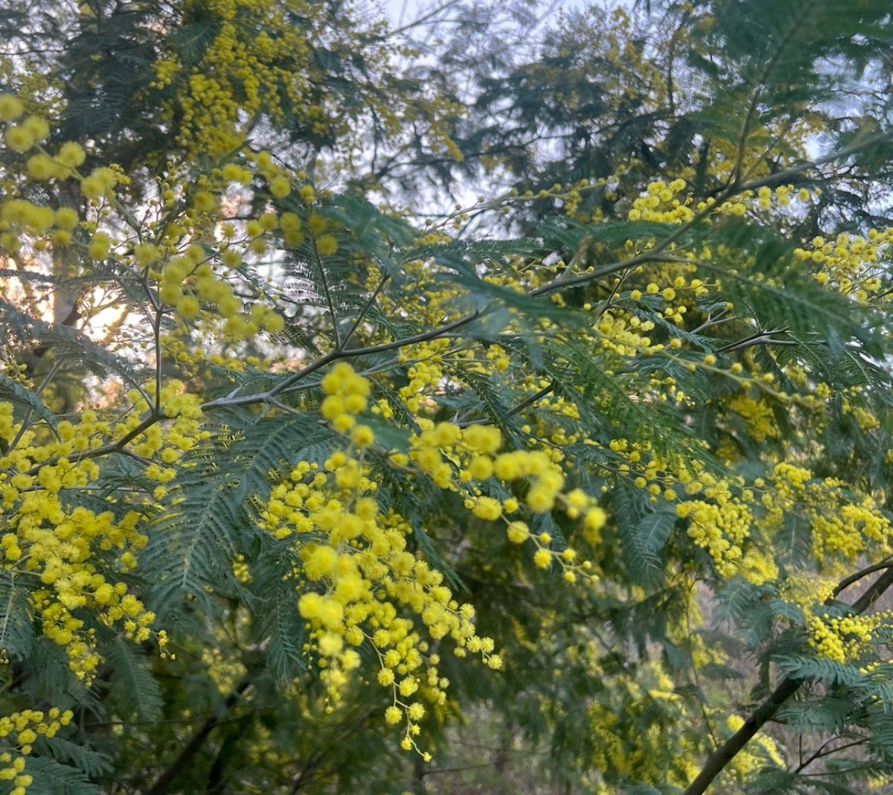 Radicchi “scoloriti” e mimose già fiorite: Coldiretti lancia l’allarme