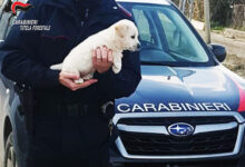 Aquilonia| Cucciolo di Maremmano abbandonato nei pressi del cimitero, lo salvano i carabinieri forestali