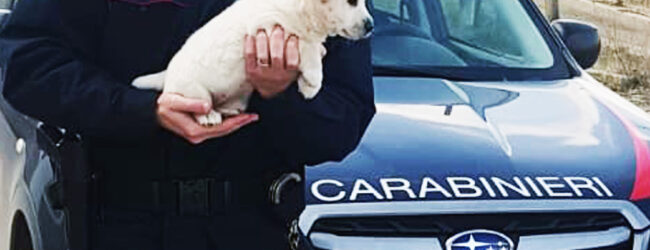 Aquilonia| Cucciolo di Maremmano abbandonato nei pressi del cimitero, lo salvano i carabinieri forestali
