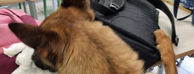Ariano Irpino| Il fiuto dei cani antidroga porta al sequestro di hashish in due scuole superiori
