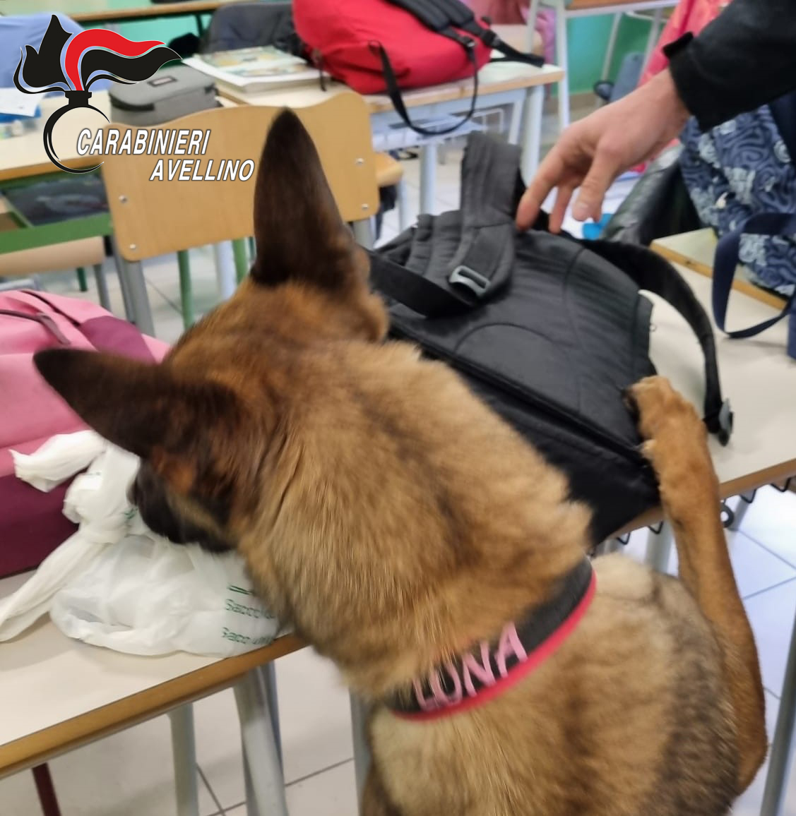 Ariano Irpino| Il fiuto dei cani antidroga porta al sequestro di hashish in due scuole superiori