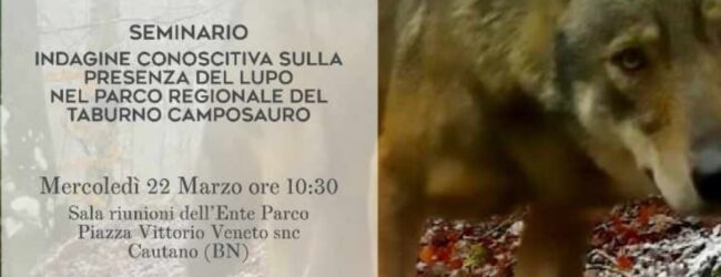 Presenza del lupo nel Parco del Taburno Camposauro: Seminario a Cautano