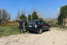 Atto vandalico a Dugenta: Olivi secolari tagliati con una motosega