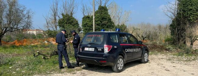 Atto vandalico a Dugenta: Olivi secolari tagliati con una motosega