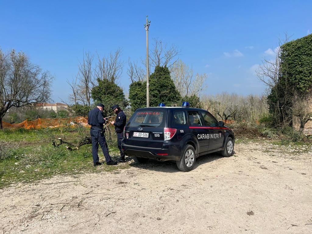 Atto vandalico a Dugenta: Olivi secolari tagliati con una motosega