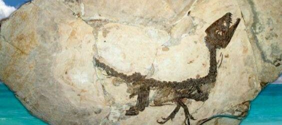 Il Dinosauro Ciro in mostra a Tokyo dal 16 marzo al 18 Giugno