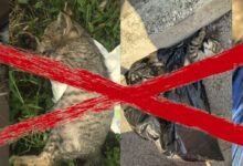 Gatti torturati e uccisi al Rione Libertà: sabato manifestazione al corso Garibaldi