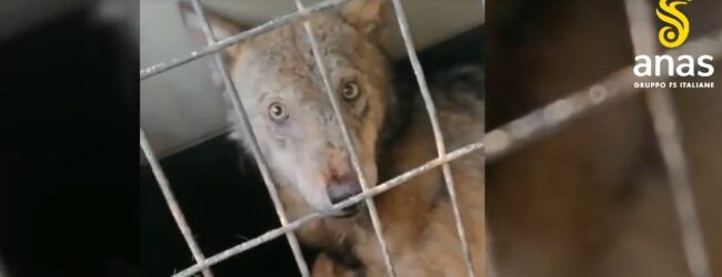 Giovane lupo ferito salvato dagli operai dell’ANAS