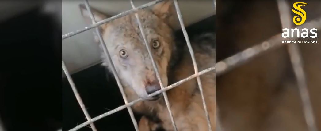 Giovane lupo ferito salvato dagli operai dell’ANAS