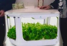 Colle Sannita, l’Istituto Comprensivo investe sull’educazione green