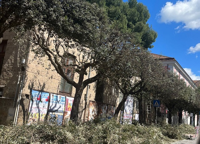 Benevento, in corso la potatura degli alberi e lo sfalcio delle erbe spontanee. Rosa: “Lavoriamo per una città sempre più bella”
