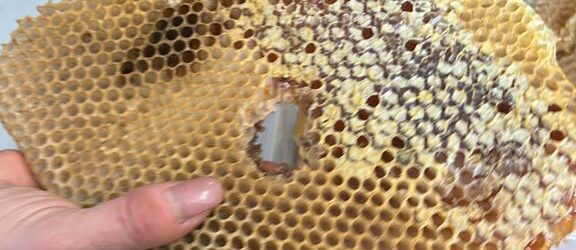 “Salviamo le api e salveremo il mondo”