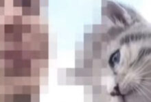 Lancia un gattino da un dirupo e diffonde il video. LNDC Animal Protection sporge denuncia