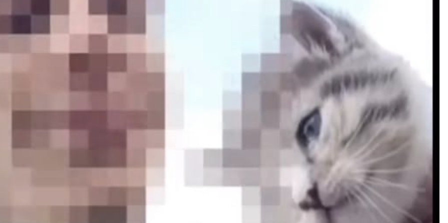 Lancia un gattino da un dirupo e diffonde il video. LNDC Animal Protection sporge denuncia
