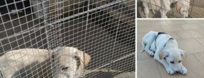 Una casa per Magda, per farla uscire dal canile