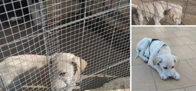 Una casa per Magda, per farla uscire dal canile