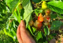Produzione di ciliegie a rischio, Sant’Agata de’ Goti chiede lo stato di calamità naturale
