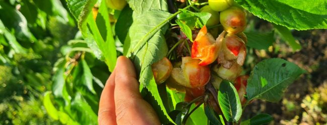 Produzione di ciliegie a rischio, Sant’Agata de’ Goti chiede lo stato di calamità naturale