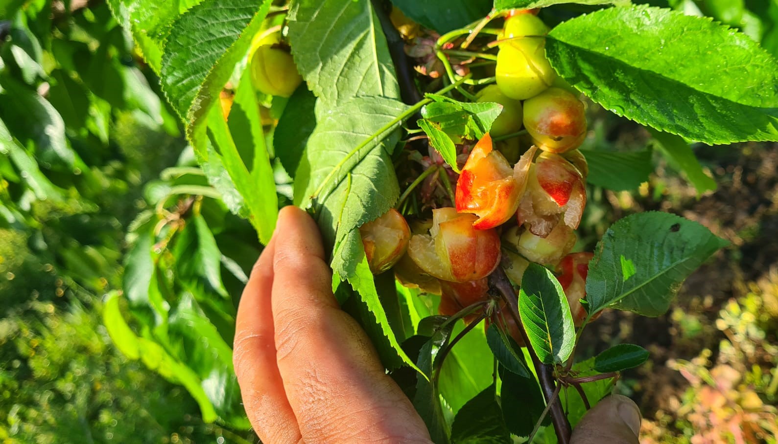 Produzione di ciliegie a rischio, Sant’Agata de’ Goti chiede lo stato di calamità naturale