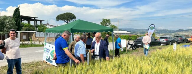 Circa 500 imprese cerealicole in campo a Benevento per la ricerca di varietà resistenti ai cambiamenti climatici