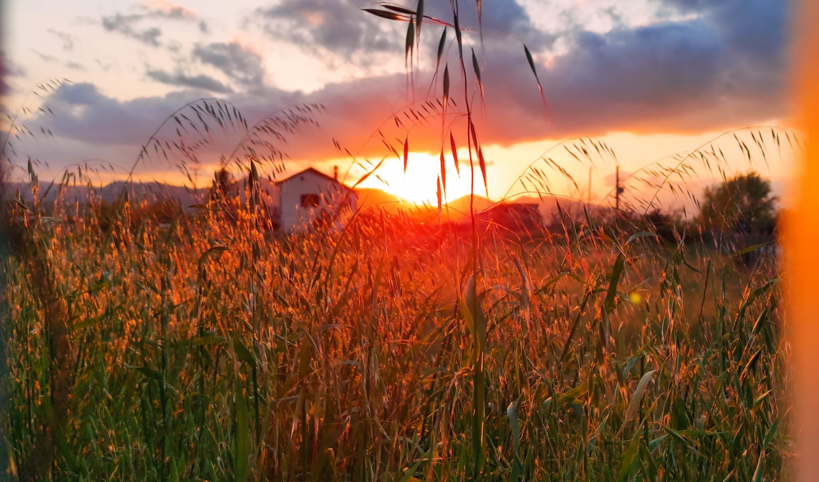 “Festa di mezz’estate, il giorno dell’Iperico, tra fuochi sacri, rituali ed erbe magiche”