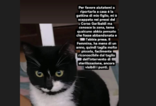 Gattina smarrita al Corso Garibaldi di Benevento, l’appello della famiglia