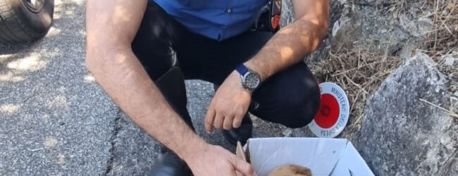 Calitri, i carabinieri salvano tre cuccioli di cane abbandonati sulla statale