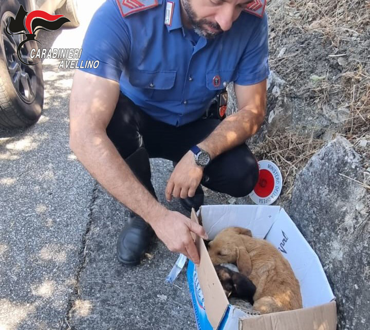 Calitri, i carabinieri salvano tre cuccioli di cane abbandonati sulla statale