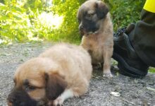 Mirabella Eclano| Cuccioli abbandonati in una scarpata salvati dai vigili del fuoco