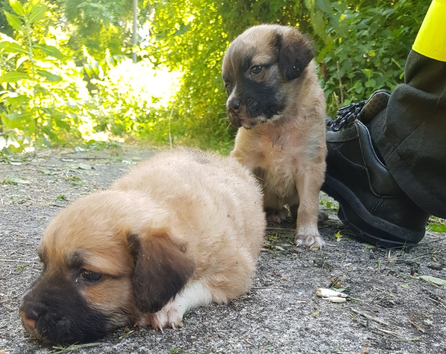 Mirabella Eclano| Cuccioli abbandonati in una scarpata salvati dai vigili del fuoco