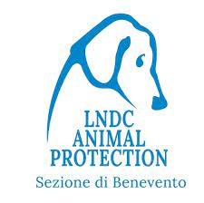 Gattino lapidato nella villa comunale di Montesarchio, la LNDC sporge denuncia