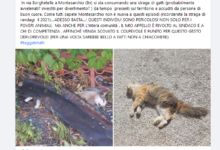 Continua la mattanza di gatti uccisi a Montesarchio