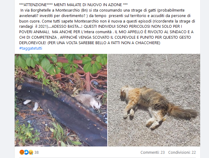 Continua la mattanza di gatti uccisi a Montesarchio