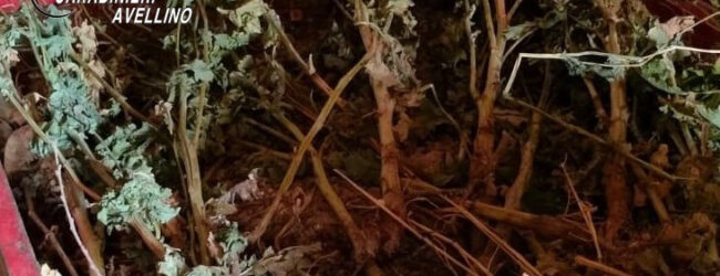 Nusco| Coltivavo oppio nel giardino di casa, in carcere mamma e figlio. Denunciato il marito della donna