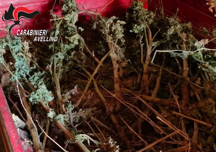 Nusco| Coltivavo oppio nel giardino di casa, in carcere mamma e figlio. Denunciato il marito della donna