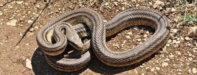 Sant’Angelo dei Lombardi| Serpente nel cortile di casa, panico per una donna. Interviene la Volante