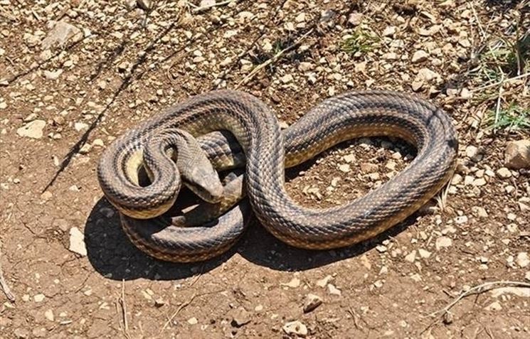 Sant’Angelo dei Lombardi| Serpente nel cortile di casa, panico per una donna. Interviene la Volante