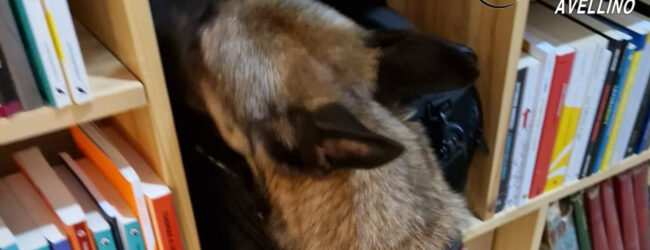 Luogosano, sorpresi in possesso di cocaina: coppia di coniugi arrestata dai carabinieri