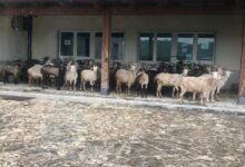 Coordinamento Forza Italia Valle Telesina a Santamaria: ‘sua gestione fallimentare come le pecore che pascolano davanti l’ente’