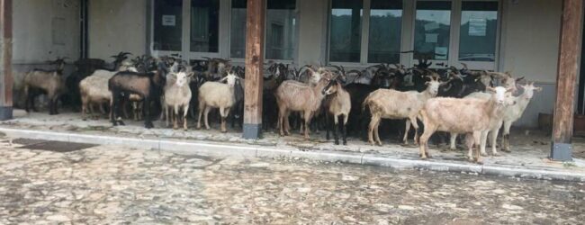 Coordinamento Forza Italia Valle Telesina a Santamaria: ‘sua gestione fallimentare come le pecore che pascolano davanti l’ente’
