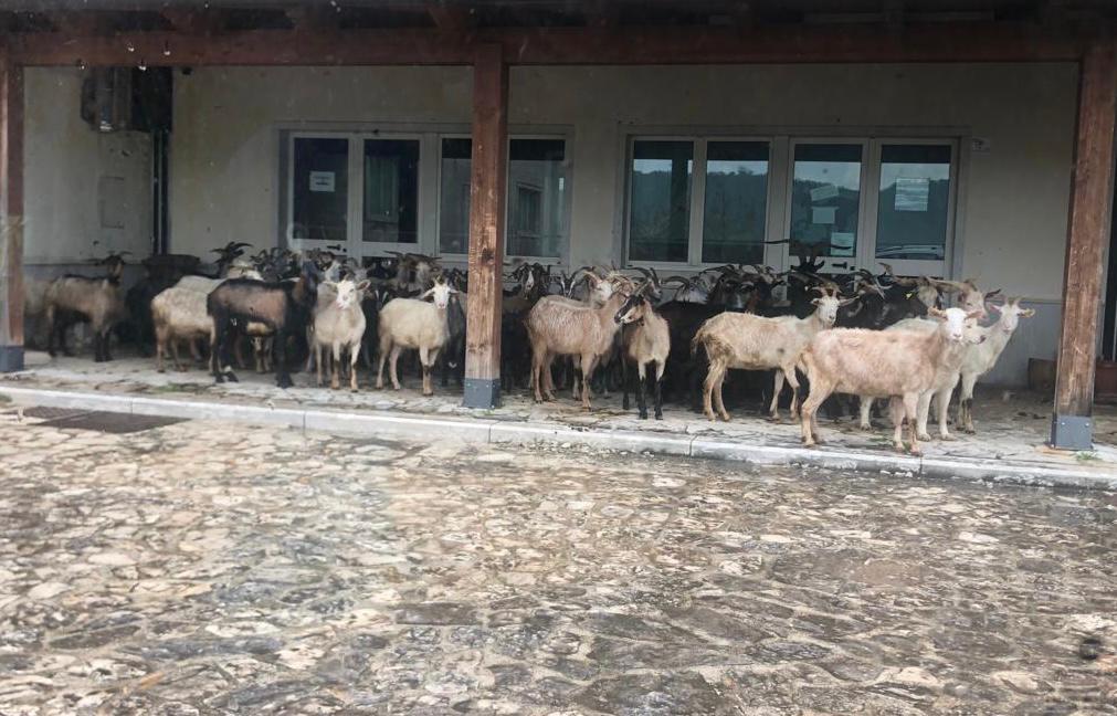 Coordinamento Forza Italia Valle Telesina a Santamaria: ‘sua gestione fallimentare come le pecore che pascolano davanti l’ente’