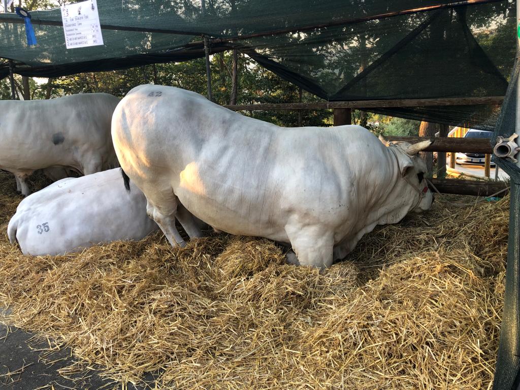 San Giorgio la Molara, Mostra interregionale della Marchigiana IGP e convegno sul tema