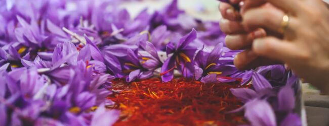 La Confederazione Imprese Italia e le eccellenze imprenditoriali di Sassinoro insieme per la valorizzazione dello Zafferano del Matese