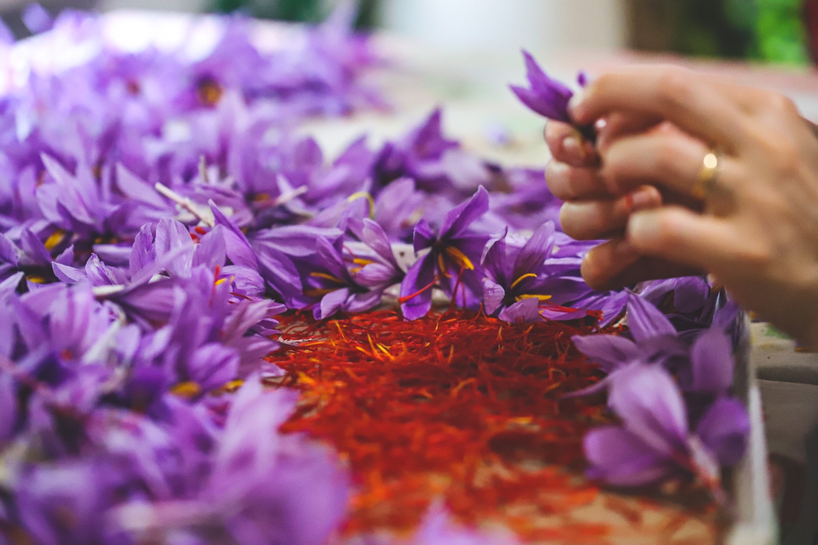 La Confederazione Imprese Italia e le eccellenze imprenditoriali di Sassinoro insieme per la valorizzazione dello Zafferano del Matese