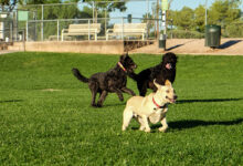 Telese Terme, città Pet-Friendly: arriva il Dog-Park